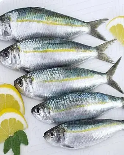 ZAMANIN EN ŞAHANE BALIĞI SARDALYA