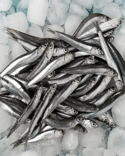 TAZE KARADENİZ HAMSİ