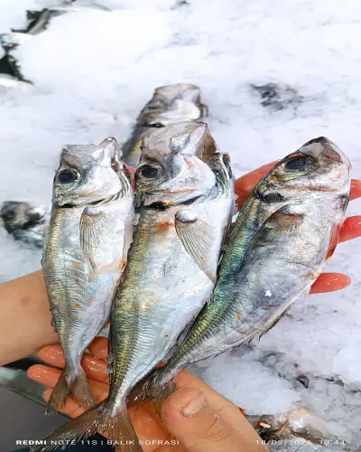 SÜPER TAZE İSTAVRİT