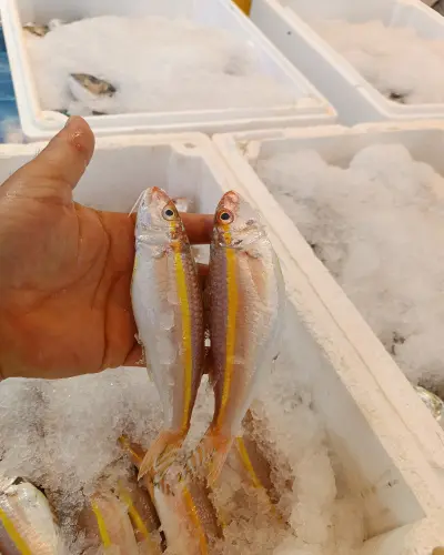 1 KG BARBUN ( Tekir)