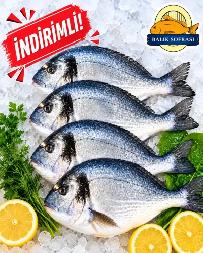 4 ADET TAZE ÇİPURA